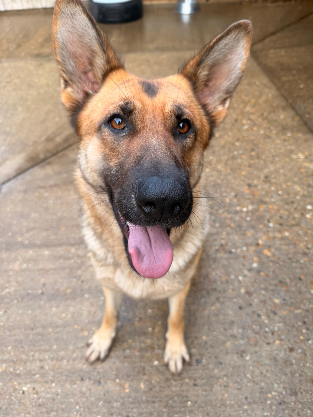 DAKOTA - HERTS DAKOTA - HERTS